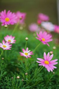 High angle view of pink flowers blooming on field