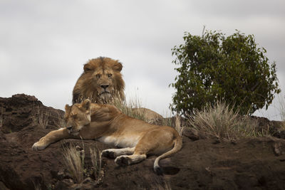 View of two cats on land