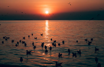 Ducks swimming in sea during sunset