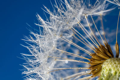 Close-up of dandelion against blue sky