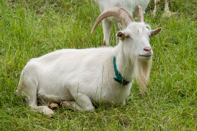 Resting goat