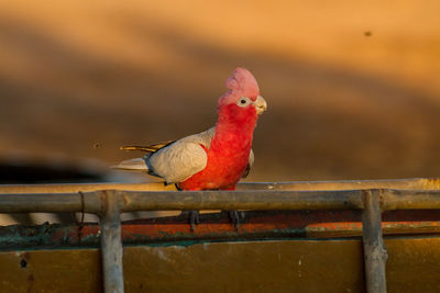 Close-up of bird perching on railing