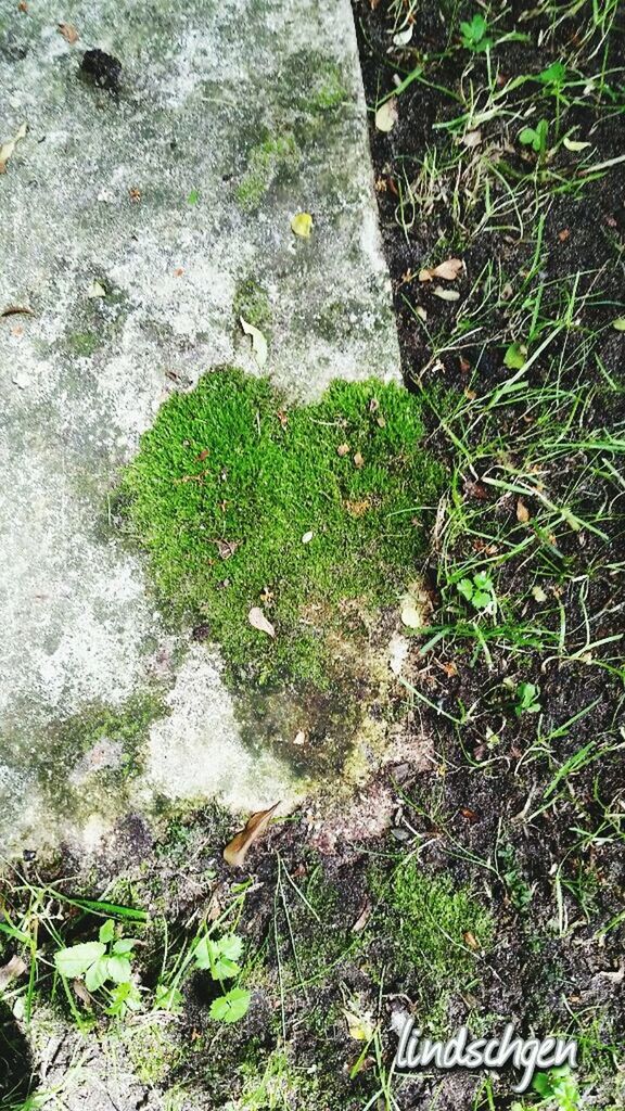 growth, green color, high angle view, plant, moss, nature, green, tree trunk, day, growing, outdoors, tranquility, beauty in nature, fragility, full frame, botany, overhead view, scenics, no people, tranquil scene, freshness
