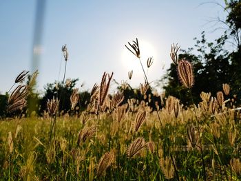 Close-up of stalks in field against sky