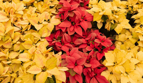 Yellow eckespoint poinsettia freedom marble, eckespoint classic red poinsettia freedom pink plant