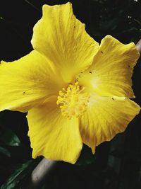 Close-up of yellow flower