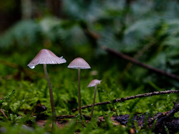 Close-up of mushroom growing outdoors