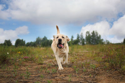 Dog in a field