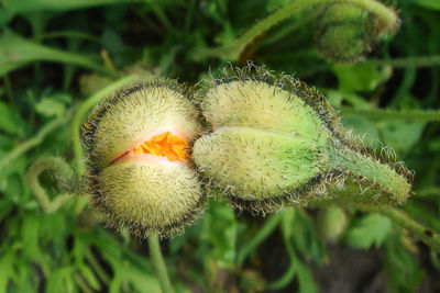 Close-up of plant against blurred background