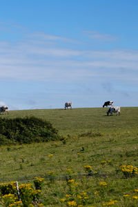 Cows grazing on field against sky