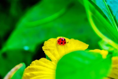 Close-up of ladybug on flower