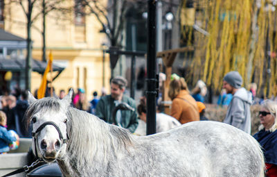 Close-up of horse in city