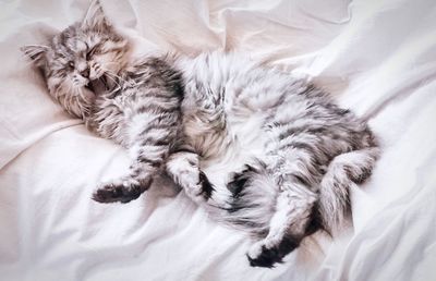 High angle view of cat sleeping on bed