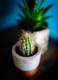 Close-up of cactus plant in pot