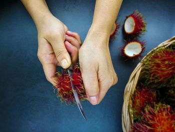 High angle view of woman hand holding red flower