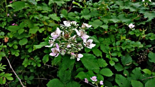 High angle view of white flowering plant