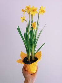 Cropped image of person holding daffodil potted plant against white background