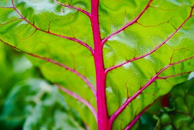 Close-up of green leaves