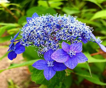 Close-up of purple flowering plant