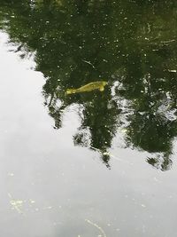 Reflection of trees in lake