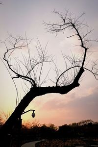 Silhouette bird flying against sky during sunset