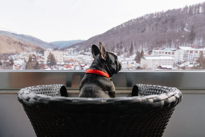 Close-up of french bulldog dog looking at panorama on balcony