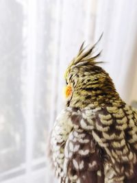 Close-up of parrot perching