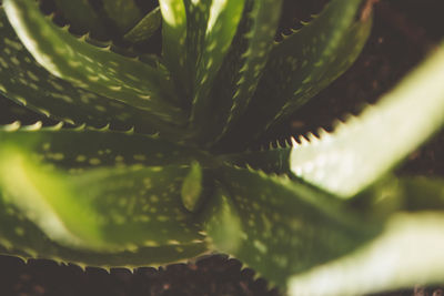 Close-up of fresh green plant