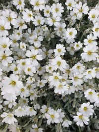 High angle view of white flowering plants