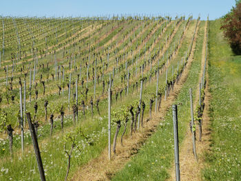 Panoramic shot of vineyard