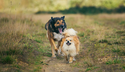 Portrait of a dog on field