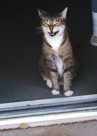 Cat sitting on window