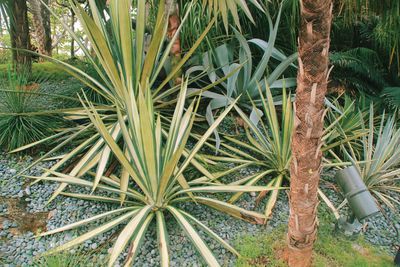 Plants growing on tree