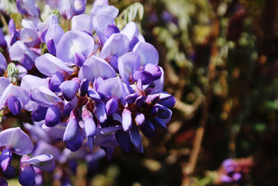 Close-up of purple lavender flowers