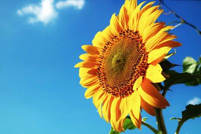 Low angle view of sunflower against sky