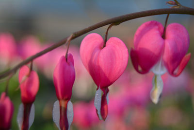 Close-up of bleeding heart flowers blooming in park