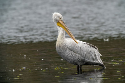 White heron in lake