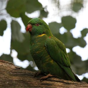 Close-up of parrot perching on tree