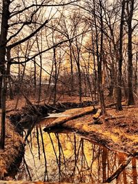 Bare trees in forest