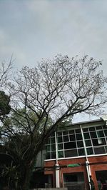 Low angle view of bare tree against sky