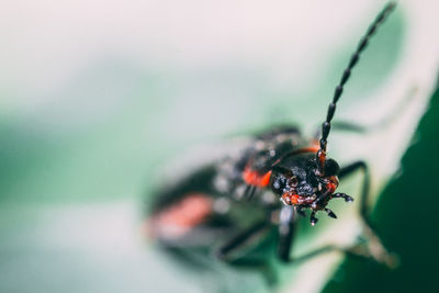 Close-up of insect