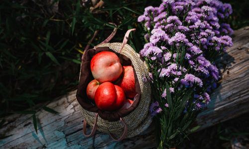 High angle view of apples on plant