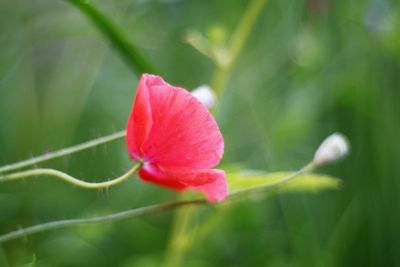 Close-up of pink flowers