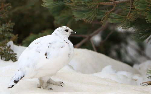 Close-up of bird perching on a tree