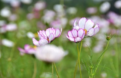 Close-up of pink flowering plant on field