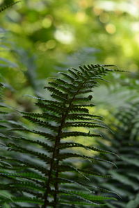 Close-up of fern leaves