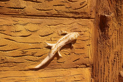 High angle view of a lizard on wall