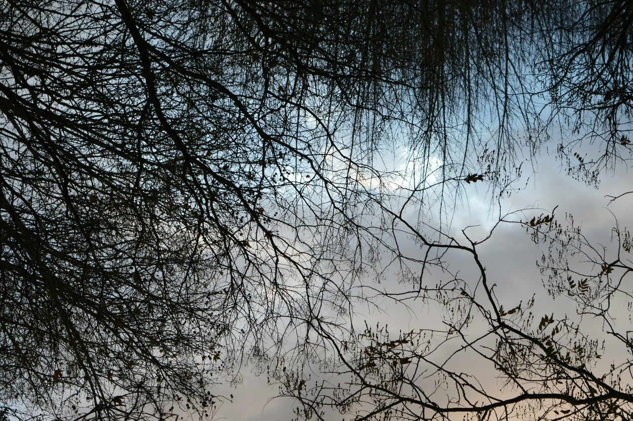 LOW ANGLE VIEW OF TREES AGAINST CLOUDY SKY