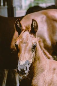 Close-up portrait of horse in stable 