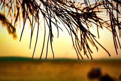 Close-up of silhouette plants against sky during sunset